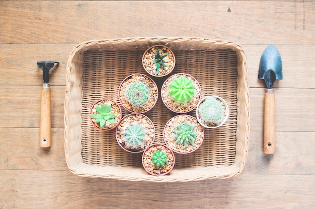 botany background desert fresh beautiful basket