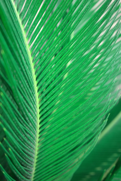 Photo botany floral fern leaves foliage nature plant tree organic background