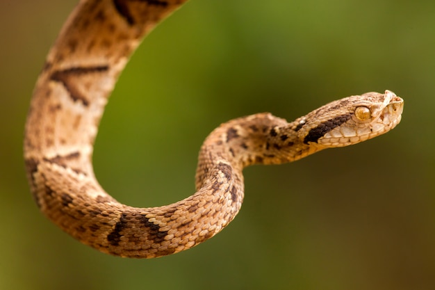 Bothrops jararaca close - high detailed