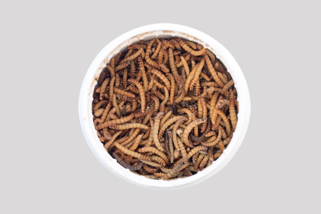 Bottle of feed mealworms larvae for pets and birds top view