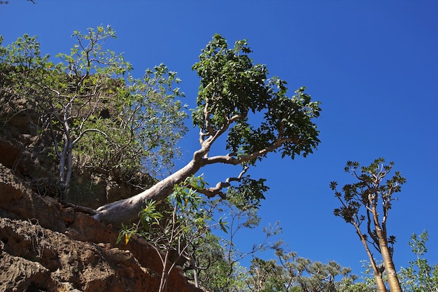 The Bottle tree in Ayhaft Canyon Socotra island Indian ocean Yemen