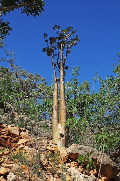 The Bottle tree in Ayhaft Canyon Socotra island Indian ocean Yemen