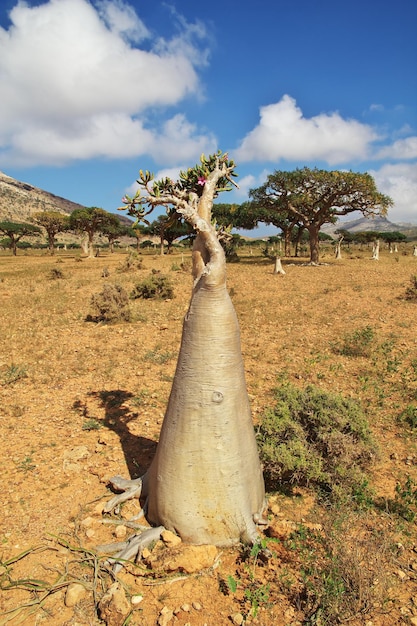 Bottle tree on Homhil plateau Socotra island Indian ocean Yemen