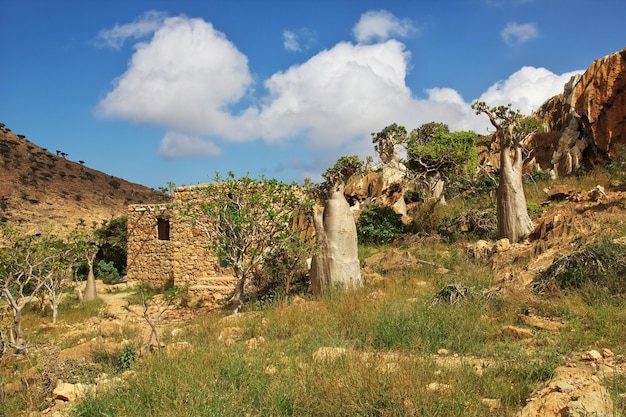 Bottle tree on Homhil plateau Socotra island Indian ocean Yemen