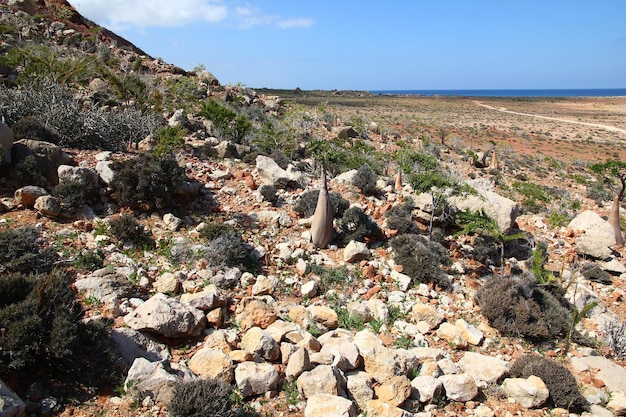 The Bottle tree on Socotra island Indian ocean Yemen