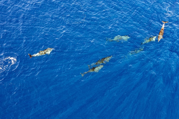 Bottlenose dolphins in blue ocean aerial drone