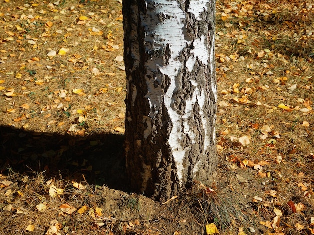 Photo bottom of the birch trunk autumn landscape