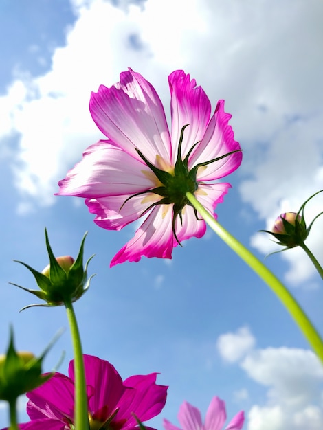 Bottom-up view of a beautiful flower