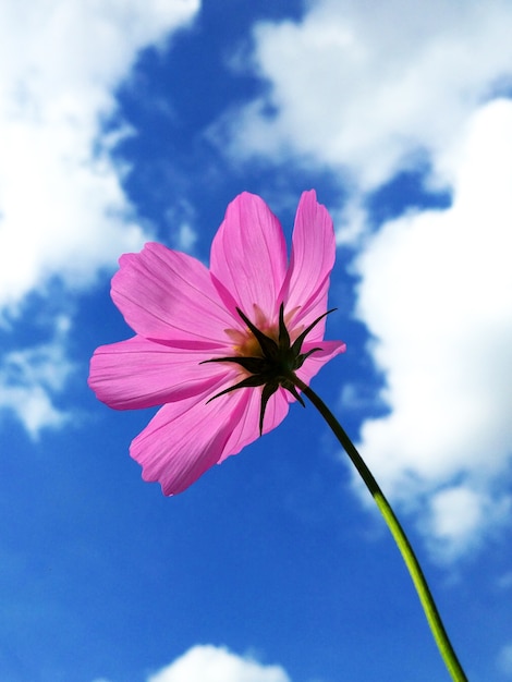 Bottom-up view of a beautiful pink flower