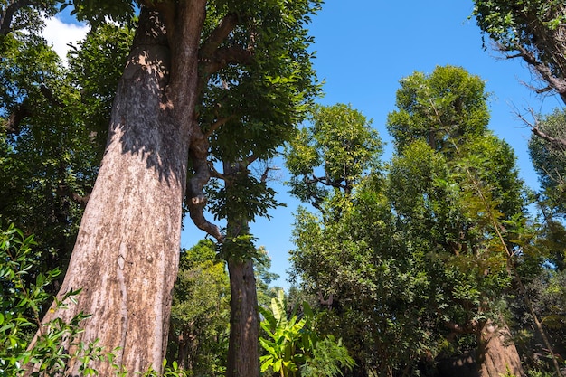 Bottom view of big trees group with green leaves are growing in tropical forest against blue sky