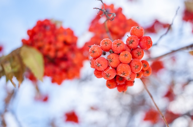 Bottom view close-up on bunches of Rowan with ripe red berries.