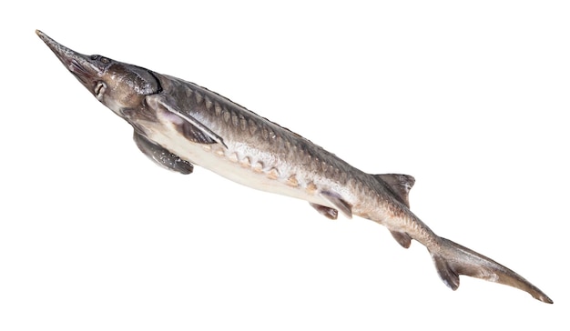 Bottom view of fresh sturgeon fish isolated