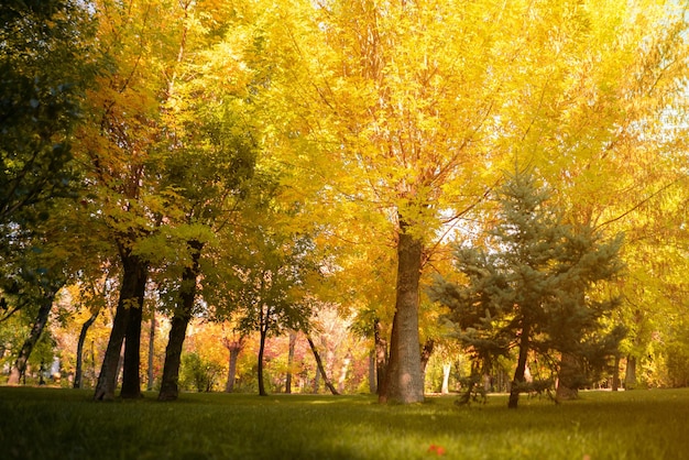 The bottom view from the ground to the top under the trees during autumn season with falling leaves