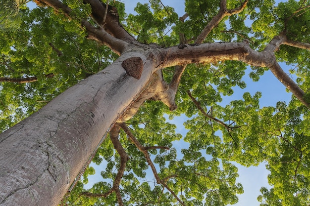 Bottom view of a large tree Ceiba pentandra in the Amazon region