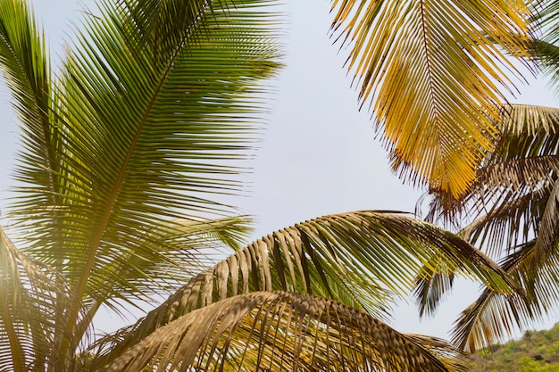 Bottom view leaves of coconut palm tree, toned sunlight