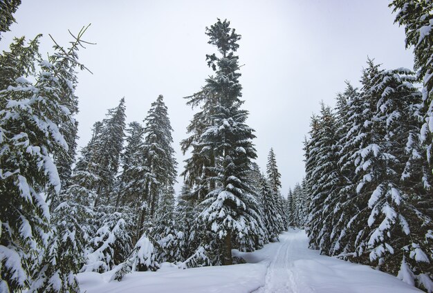 Bottom view majestic spruce trees with snow-covered branches stand in the forest on a cloudy grey day. The concept of a harsh winter landscape