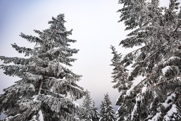 Bottom view massive chic snowy fir trees grow in the middle of a hill with snow. Northern Nature Concept. Copyspace