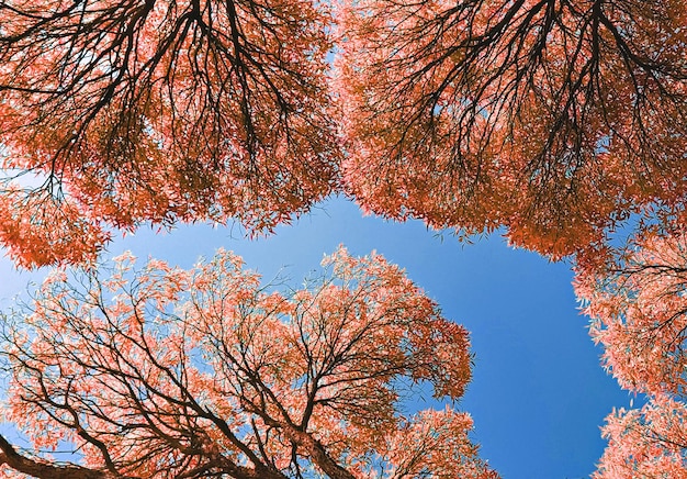 Bottom view of red tall tree crowns against blue sky natural autumnal background