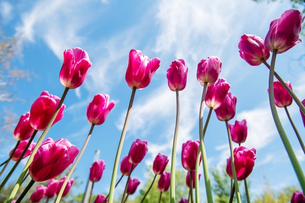 Bottom view of red tulip flowers with blue sky background