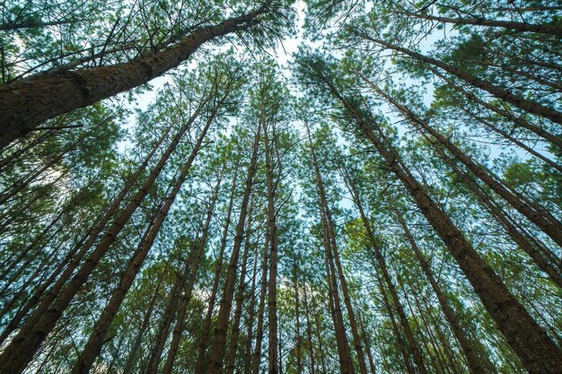 Bottom view of tall old trees in evergreen primeval forest of Da Lat View of the tops of the pine trees in winter forest from the ground Bottom View Wide Angle Background