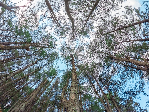 Bottom view of tall pine trees in evergreen forest of Thailand.