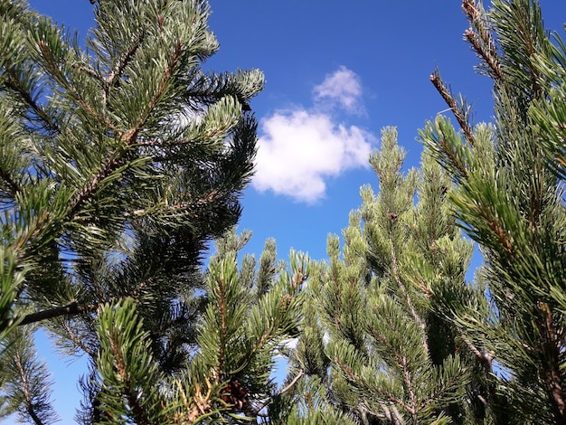 bottom view through the crowns of trees