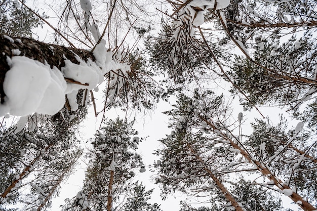 Bottom view to the tops of snow-covered pines trees in cloudy day.