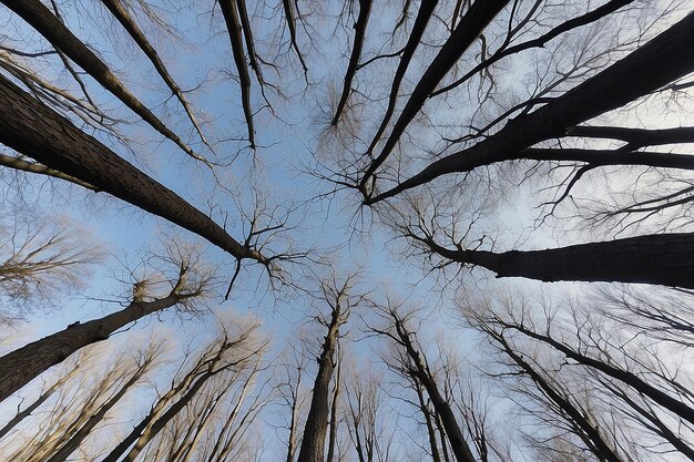 Bottom view of tree branches