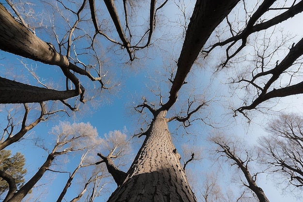 Bottom view of tree branches