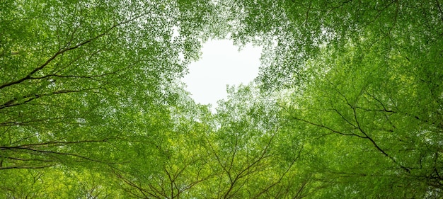 Bottom view of tree with green leaves and branches in tropical forest Fresh environment in park