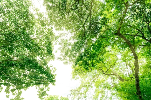 Bottom view of tree with green leaves in tropical forest with sun light Fresh environment in park