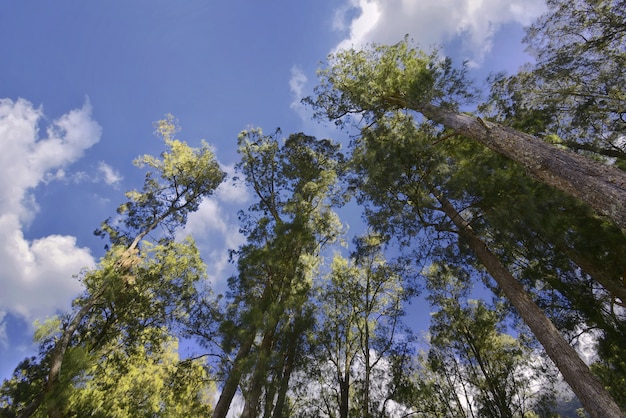 Bottom view of trees on Mount Rinjani