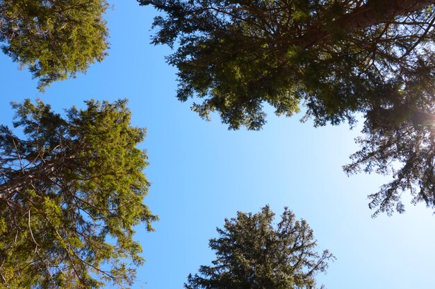 Bottomup view Treetops against the blue sky