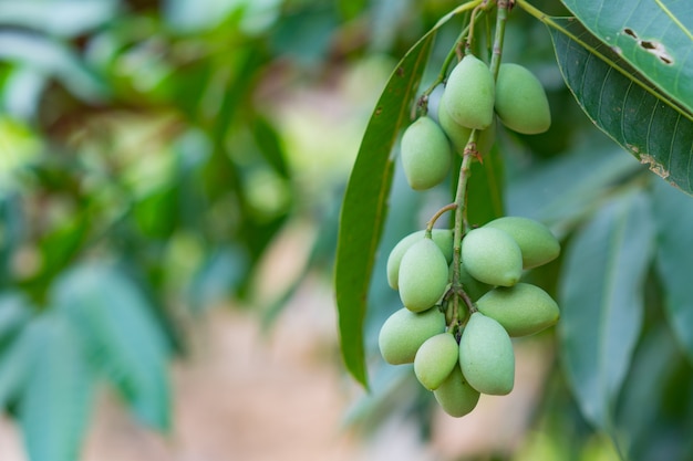 Bouea macrophylla in Thai call Maprang green 