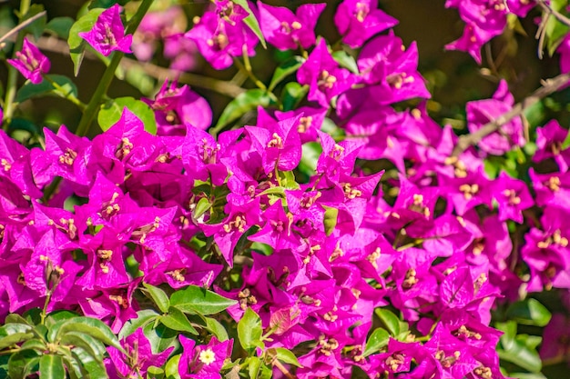 Bougainvillaea in blossom