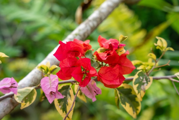 Bougainville flowers Blooming in the garden