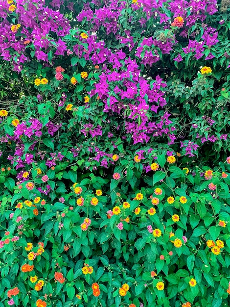 Bougainvillea blooming with pink flowers Studio Photo