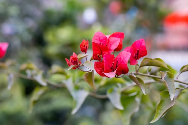 Bougainvillea flower buds with leaves in a branch inside the garden