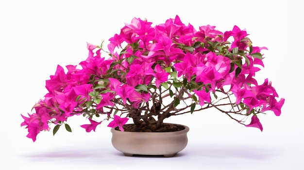 Bougainvillea flower plant isolated on white background