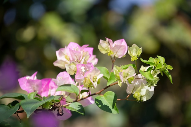 Bougainvillea flower with blurred background.