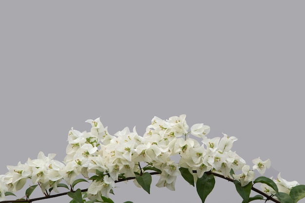 Bougainvillea flower with blurred background.