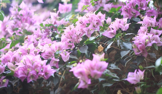 Bougainvillea flowers and bougainvillea plant tree in summer season This Bougainvillea flowers are pink and purple