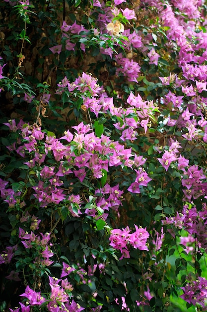 Bougainvillea flowers and bougainvillea plant tree in summer season This Bougainvillea flowers are pink and purple