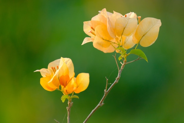 Bougainvillea flowers on clear background