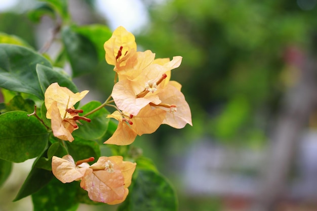 Bougainvillea Flowers Pattern