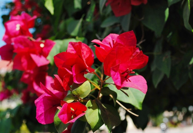 Bougainvillea flowers in the sun. Battambang. Cambodia