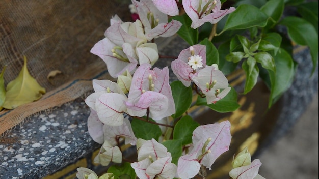 Bougainvillea flowers on a wooden shelf