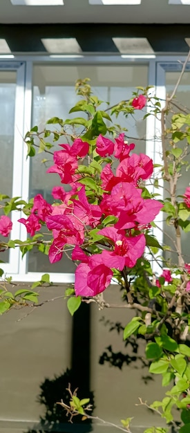 Photo bougainvillea glabra plant taken at close range