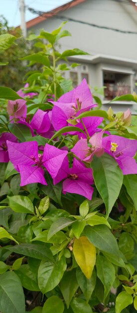 Photo bougainvillea glabra plant