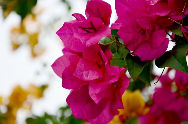 Bougainvillea hybrida or Bougainvillea Paper flower Paper Flower Kertas